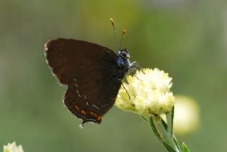 Byk Sevbeni (Satyrium ilicis)