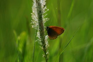 Rus Zpzp Perisi (Coenonympha leander)