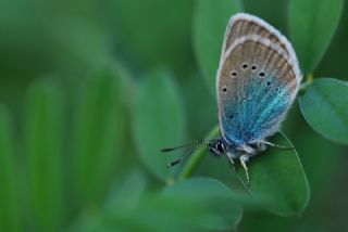 okgzl Rus Mavisi (Polyommatus coelestina)