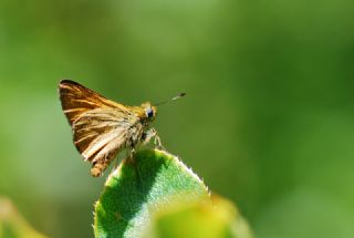 Orman Zpzp (Ochlodes sylvanus)