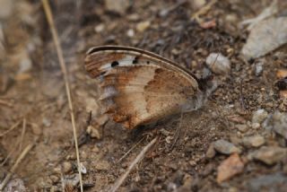 Kzl Cad (Chazara bischoffii)