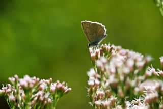 okgzl Dafnis (Polyommatus daphnis)