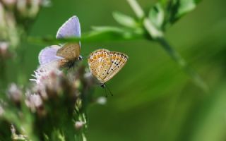 okgzl Mavi (Polyommatus icarus)