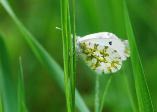 Turuncu Ssl (Anthocharis cardamines)