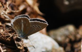 okgzl Damon Mavisi (Polyommatus damon)