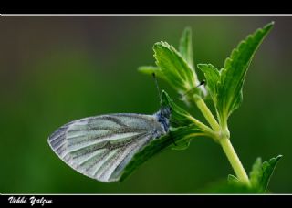 Narin Orman Beyaz (Leptidea sinapis)