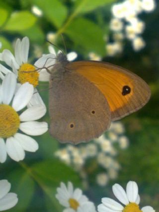 ayr Esmeri (Maniola jurtina)