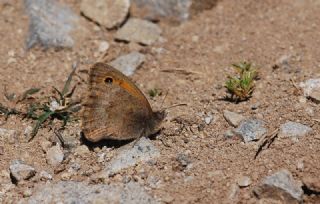 Yalanc Esmerperi (Hyponephele lycaonoides)