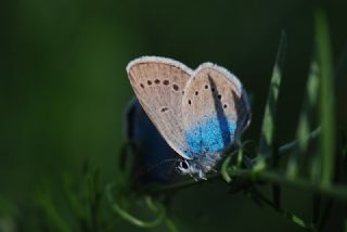 okgzl Rus Mavisi (Polyommatus coelestina)