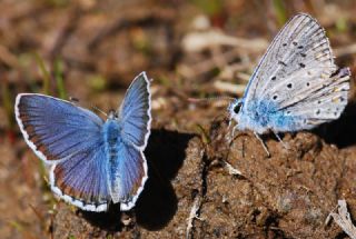 das Mavisi, Esmergz (Plebejus idas)