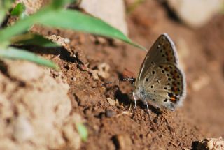 das Mavisi, Esmergz (Plebejus idas)