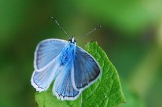 okgzl Dafnis (Polyommatus daphnis)