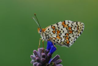 Cezayirli parhan (Melitaea ornata)