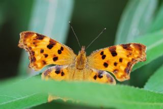 Yrtk Prtk (Polygonia c-album)