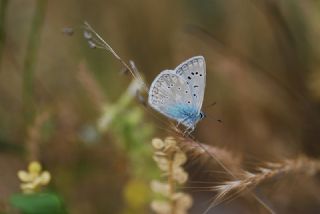 okgzl Byk Turanmavisi (Polyommatus myrrha)