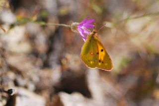 Sar Azamet (Colias croceus)