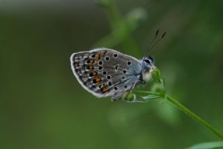 Anadolu Esmergz (Plebejus modicus)