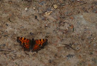 Yrtk Prtk (Polygonia c-album)