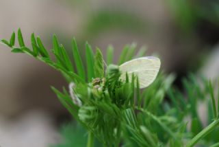 Byk Beyazmelek  (Pieris brassicae)
