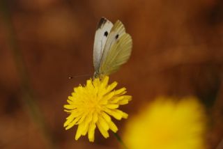 Kk Beyazmelek (Pieris rapae)