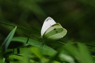 Kk Beyazmelek (Pieris rapae)