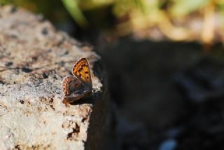 sli Bakr Gzeli (Lycaena tityrus)