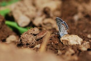 Himalaya Mavisi (Pseudophilotes vicrama)