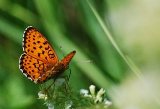 ift Noktal Brentis (Brenthis hecate)