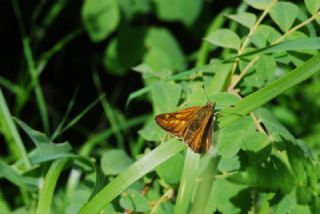 Orman Zpzp (Ochlodes sylvanus)