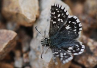 Ege Zpzp (Pyrgus melotis)