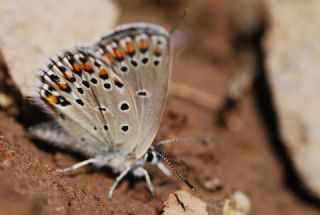 Anadolu Esmergz (Plebejus modicus)