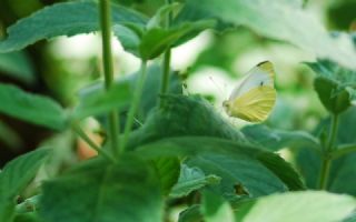 Byk Beyazmelek  (Pieris brassicae)