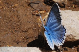 okgzl Yalanc illi Mavi (Polyommatus corydonius)