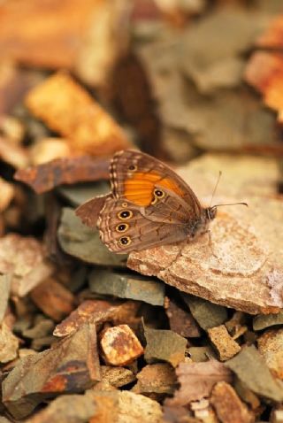 Aa Esmeri (Kirinia roxelana)