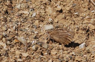 Cad (Chazara briseis)