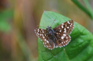 Ege Zpzp (Pyrgus melotis)