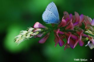 Kutsal Mavi (Celastrina argiolus)