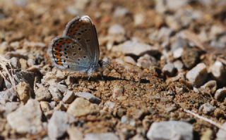 Avrupal Esmergz (Plebejus argyrognomon )