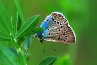 okgzl Gzel Mavi (Polyommatus bellis)