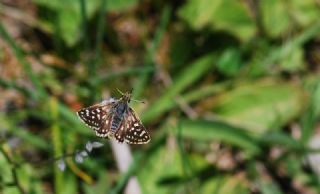 Kzl Zpzp (Spialia orbifer)