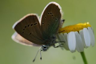 okgzl Rus Mavisi (Polyommatus coelestina)