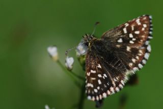 Ege Zpzp (Pyrgus melotis)