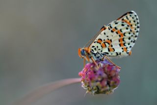 Benekli parhan (Melitaea didyma)