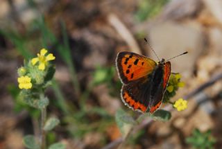 Benekli Bakr Gzeli (Lycaena phlaeas)