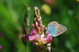 okgzl Rus Mavisi (Polyommatus coelestina)