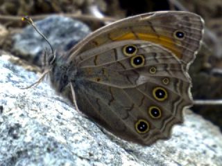 Aa Esmeri (Kirinia roxelana)