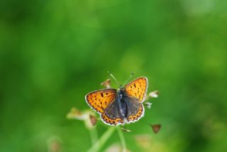 sli Bakr Gzeli (Lycaena tityrus)