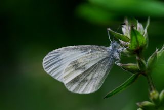 Narin Orman Beyaz (Leptidea sinapis)