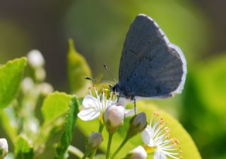 Kutsal Mavi (Celastrina argiolus)