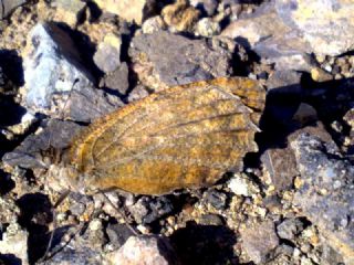 Step Yalanccads (Pseudochazara mniszechii)